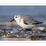 Bécasseau sanderling (Calidris alba - Sanderling) sur la plage de Quend-Plage