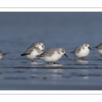 Bécasseau sanderling (Calidris alba - Sanderling) sur la plage de Quend-Plage