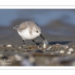 Bécasseau sanderling (Calidris alba - Sanderling) sur la plage de Quend-Plage