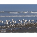 Goélands cendrés (Larus canus - Mew Gull) sur la plage de Quend-Plage