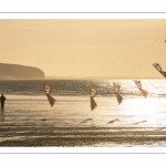 Equipe de cervolistes qui s'entraine au vol de cerf-volant synchronisé sur la plage de Ault près des falaises.