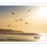 Equipe de cervolistes qui s'entraine au vol de cerf-volant synchronisé sur la plage de Ault près des falaises.