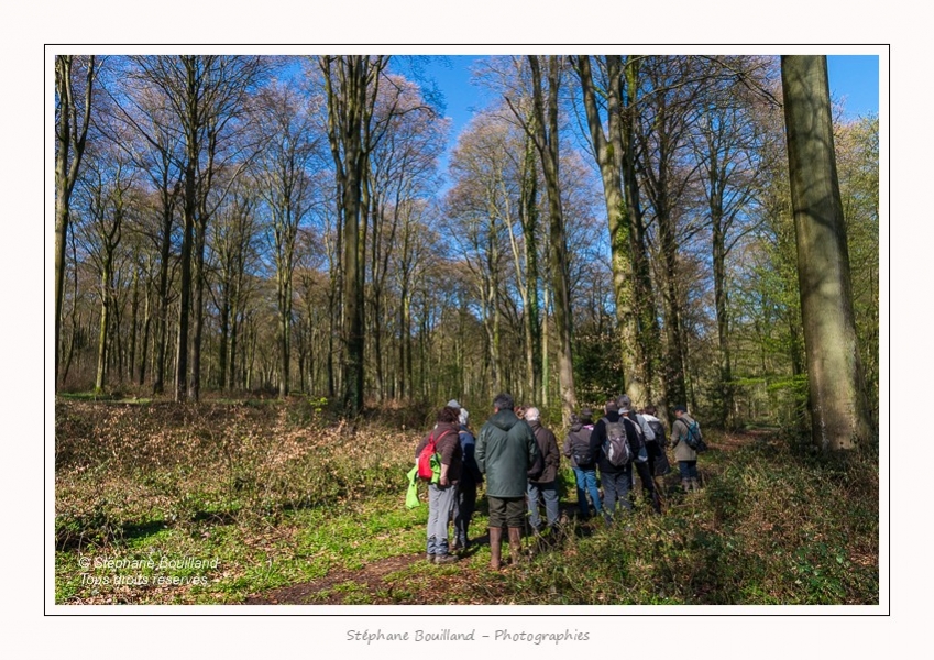 Foret_Crecy_Fleur_Lys_Jacques_BAC_083-border