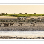 Les moutons de prés-salés viennent boire face à Saint-Valery