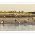 Les moutons de prés-salés viennent boire face à Saint-Valery