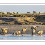 Les moutons de prés-salés viennent boire face à Saint-Valery