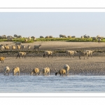 Les moutons de prés-salés viennent boire face à Saint-Valery