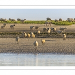 Les moutons de prés-salés viennent boire face à Saint-Valery