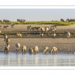 Les moutons de prés-salés viennent boire face à Saint-Valery