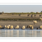 Les moutons de prés-salés viennent boire face à Saint-Valery