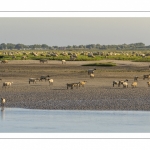 Les moutons de prés-salés viennent boire face à Saint-Valery