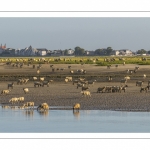 Les moutons de prés-salés viennent boire face à Saint-Valery