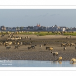 Les moutons de prés-salés viennent boire face à Saint-Valery
