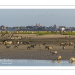 Les moutons de prés-salés viennent boire face à Saint-Valery