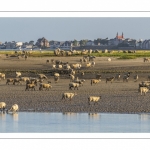 Les moutons de prés-salés viennent boire face à Saint-Valery