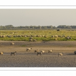 Les moutons de prés-salés viennent boire face à Saint-Valery