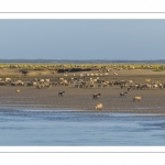 Les moutons de prés-salés viennent boire face à Saint-Valery