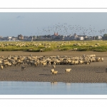 Les moutons de prés-salés viennent boire face à Saint-Valery