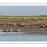 Les moutons de prés-salés viennent boire face à Saint-Valery