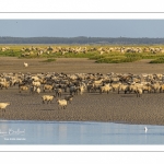 Les moutons de prés-salés viennent boire face à Saint-Valery