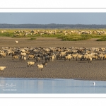 Les moutons de prés-salés viennent boire face à Saint-Valery