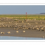 Les moutons de prés-salés viennent boire face à Saint-Valery