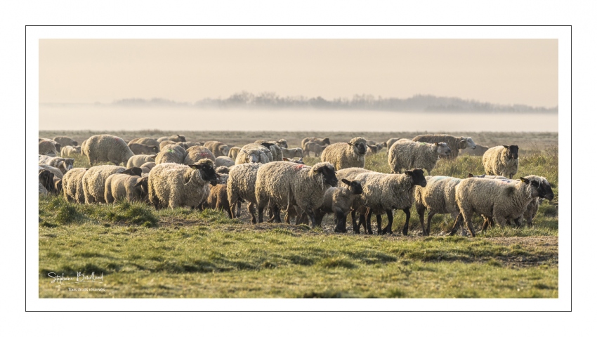 Les moutons d'estran dans la brume
