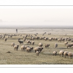 Les moutons d'estran dans la brume