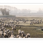 Les moutons d'estran dans la brume