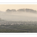 Les moutons d'estran dans la brume