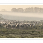 Les moutons d'estran dans la brume