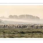 Les moutons d'estran dans la brume