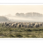 Les moutons d'estran dans la brume