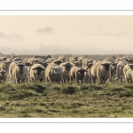 Les moutons d'estran dans la brume