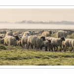 Les moutons d'estran dans la brume