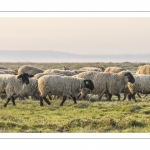 Les moutons d'estran dans la brume