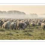 Les moutons d'estran dans la brume