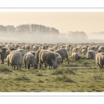 Les moutons d'estran dans la brume