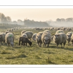 Les moutons d'estran dans la brume