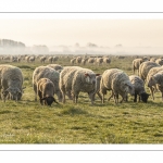 Les moutons d'estran dans la brume