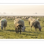 Les moutons d'estran dans la brume