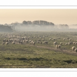 Les moutons d'estran dans la brume