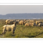 Les moutons d'estran dans la brume