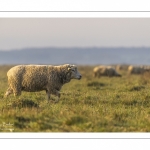 Les moutons d'estran dans la brume