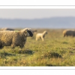 Les moutons d'estran dans la brume