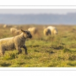 Les moutons d'estran dans la brume