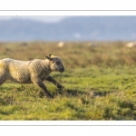 Les moutons d'estran dans la brume