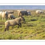 Les moutons d'estran dans la brume