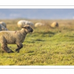 Les moutons d'estran dans la brume