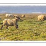 Les moutons d'estran dans la brume